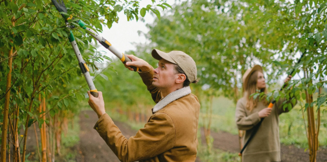 trimming trees