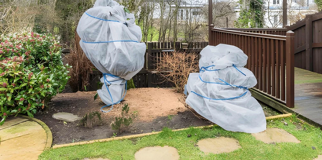 How Can You Protect Plants From Frost?